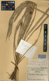 Image result for Hypolytrum heteromorphum