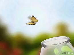 How does a butterfly help people? How To Take Care Of Butterflies 7 Steps With Pictures Wikihow
