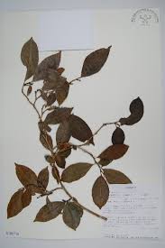 Image result for Sclerochiton vogelii