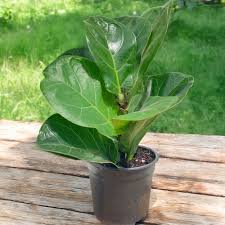 Image result for Ficus lyrata