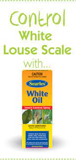 You will find scale insects on the undersides or. Control White Louse Scale Treatment Searles Gardening
