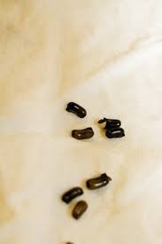 The Paper Towel Method For Starting Seeds Dave S Garden