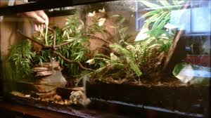 Vietnamese Mossy Frog Tank Maintenance Frog Tank Frog Vietnamese