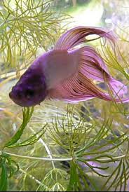 Pink And Purple Veil Tail Betta So Pretty Betta Betta Fish Beautiful Fish