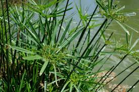Image result for Cyperus involucratus