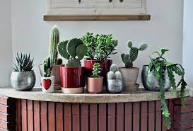 Per i giardinieri alle prime armi, le cosiddette succulente rappresentano l'opzione ideale. 8 Piante Grasse Da Appartamento Belle E Facili Da Curare Living Corriere