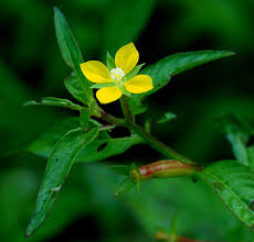 Image result for Ludwigia erecta