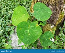 Image result for Ficus abutilifolia