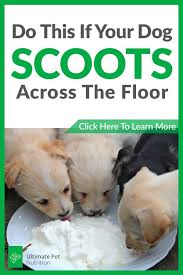 If Your Dog Scoots Across The Floor Watch This Dogs Dog Health Your Dog