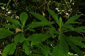 Image result for Solanecio mannii