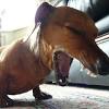 Types of lung carcinoma in dogs. 1