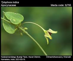 Image result for Vincetoxicum heterophyllum