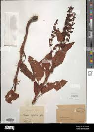 Image result for Rumex nepalensis