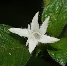 Image result for Sabicea bequaertii