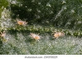Image result for spider mites on cucumbers