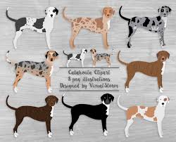 Maybe you would like to learn more about one of these? Why Are Red Heeler Cathoula Dogs So Aggressive As Opposed To Blue Heeler Catahoula Dogs Quora