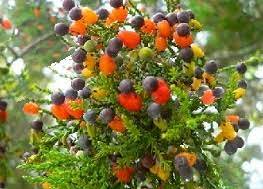 It's long been said that when dealing with two different things, comparing them is like apples and oranges. in 1990, an australian company set up the fruit salad tree company to provide exactly that — trees which grow multiple fruits. Fruit Salad Franken Tree Luv2garden Com
