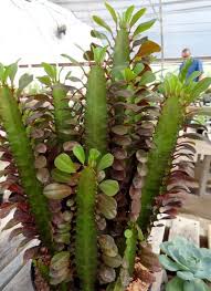 Image result for Euphorbia rubriflora