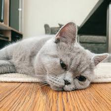 Check spelling or type a new query. Foto Kucing Sedih Rasanya