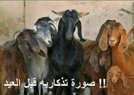 We did not find results for: ØµÙˆØ± Ø§Ù„Ø¹ÙŠØ¯ Ù…Ø¶Ø­ÙƒØ© Ø¬Ø¯Ø§ ØµÙˆØ± Ù…Ø¶Ø­ÙƒØ© Ù„Ø®Ø±ÙˆÙ Ø§Ù„Ø¹ÙŠØ¯ ØµÙˆØ± Ø¶Ø­Ùƒ Ø®Ø±ÙˆÙ Ø§Ù„Ø¹ÙŠØ¯ ØµÙ‚ÙˆØ± Ø§Ù„Ø¥Ø¨Ø¯Ø¢Ø¹