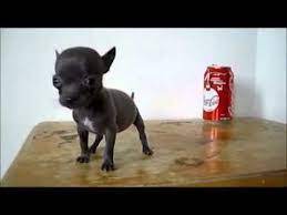 Image Result For Pitbull Mixed With Teacup Chihuahua Full Grown Teacup Chihuahua Chihuahua Teacup Chihuahua Mix Puppies
