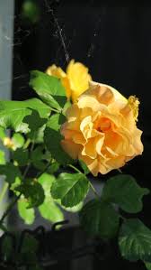 Rambler roses usually produce an abundance of small flowers held in large sprays, sometimes up to 20 blooms per stem. Climbing Rambling Roses The Garden Website Com