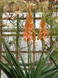 Image result for Aloe lutescens