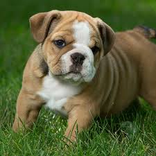 Understanding and using pedigrees of the best look for a reputable bulldog breeder. Florida English Bulldog Puppies For Sale From Top Breeders