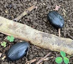 Image result for Canarium schweinfurthii