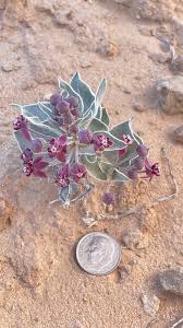 Image result for Asclepias grandirandii