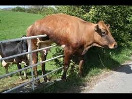 Have you ever tried to photoshop a picture before? Funny Animals Pictures Topbestpics Com