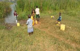 Image result for Bothriocline ugandensis