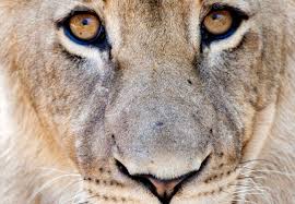 Greater Makalali Private Game Reserve