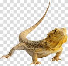 Lizard Central Bearded Dragon Eastern Bearded Dragon Agama Chameleon Transparent Background Png Clipart Eastern Bearded Dragon Lizard Crocodile Cartoon