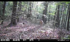 Creepy deer caught on my dad's cam in western mass. I assume it was shaking  it head or something when the photo snapped : r/trailcam