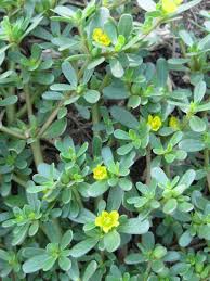 Fleshy stems and leaves, they are one of the very few annual succulents. Purslane Seeds Portulaca Oleracea Portulaca Oleracea Purslane Seeds Garden Seeds