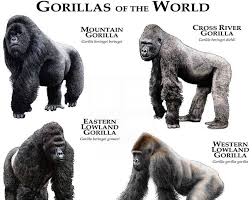 Leopards Of The World Poster Print Gorillas Art Mountain Gorilla Cross River Gorilla