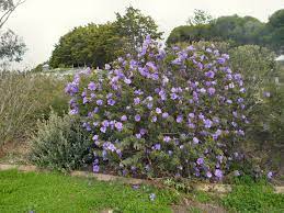 Masses of flowers in spring. Angus S Top Ten Australian Shrubs Gardening With Angus