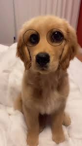 evie ho (@evieeeeho)