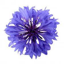 Learn About Growing Cornflowers Also Known As Bluebottles Cyani Flower Or Bachelor S Button Cornflower Plants Are Drought T Cornflower Flower Patch Flowers