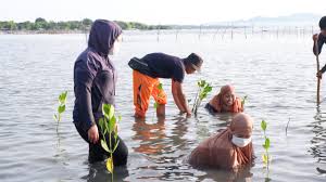Tanaman tahunan, hortikultura, dan pakan ternak. Tingkatkan Kapasitas Kppi Soal Budidaya Tanaman Mangrove Melalui Studi Banding Di Sinjai Dan Takalar Adaptasi Perubahan Iklim Kapabel