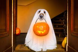 We did not find results for: 50 Best Ghost Jokes Funny Ghost One Liners For Kids And Adults