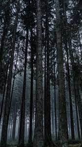 Maybe you would like to learn more about one of these? Dark Forest 4k Mobile Wallpapers Wallpaper Cave