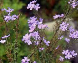 Image result for Jamesbrittenia