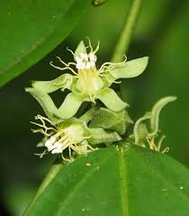 Image result for Leptonychia