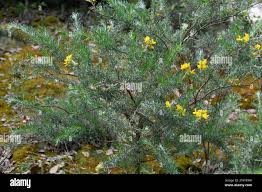 Image result for Adenocarpus mannii