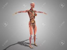 The different layers of muscles are shown individually as well as a whole. A Female Body Anatomy For Books 3d Ilustration On Grey Stock Photo Picture And Royalty Free Image Image 85806148