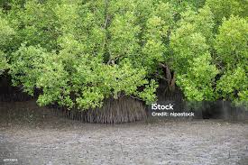 Image result for Rhizophora racemosa