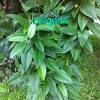 Bahan yang harus dipersiapkan pun hanya dua buah saja, yaitu 40 lembar daun cincau hijau dan 1 liter air matang. Https Encrypted Tbn0 Gstatic Com Images Q Tbn And9gcqwinkgjiy4vycwpwgjjoznui9qvxfclduxp1wjmvg Usqp Cau