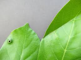 Image result for Aporrhiza paniculata